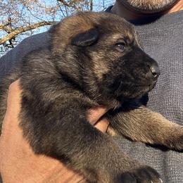 Dhali - Sable female German Shepherd puppy in Moore, South Carolina from Von Zorhaus