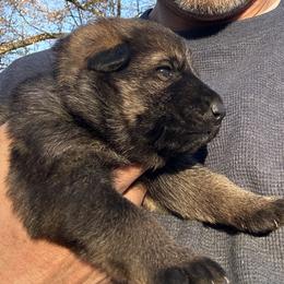 Dhali - Sable female German Shepherd puppy in Moore, South Carolina from Von Zorhaus