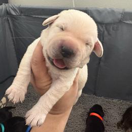 Yellow Boy 5 - Yellow male Labrador Retriever puppy in Menifee, California from The Golden Leash Kennels