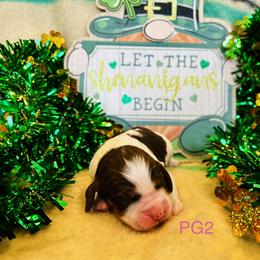 PG2 - Liver white and tan female English Springer Spaniel puppy in Britton, South Dakota from K&S Canines