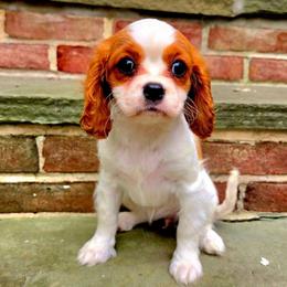 Brigatine - Blenheim female Cavalier King Charles Spaniel puppy in Watsontown, Pennsylvania from Huntsman Cavaliers
