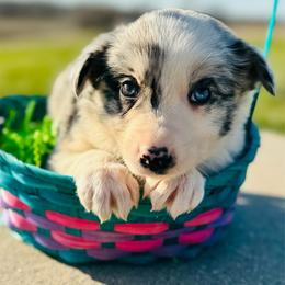 Maroon - Blue merle female Border Collie puppy in Minden, Iowa from Rocking N Registered Border Collies & Labradors