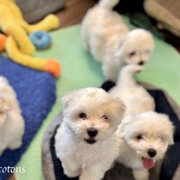 Coton de Tulear Puppies from Musique Cotons