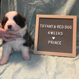 Prince - White and blue Border Collie puppy in Pullman, Washington from Hazelwood Border Collies