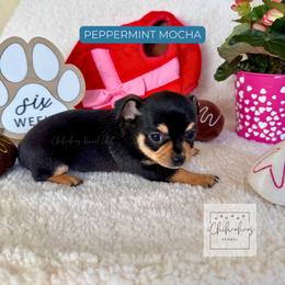 Peppermint Mocha - Black and tan male Chihuahua puppy in Woodstock, Georgia from iChihuahuas Kennel