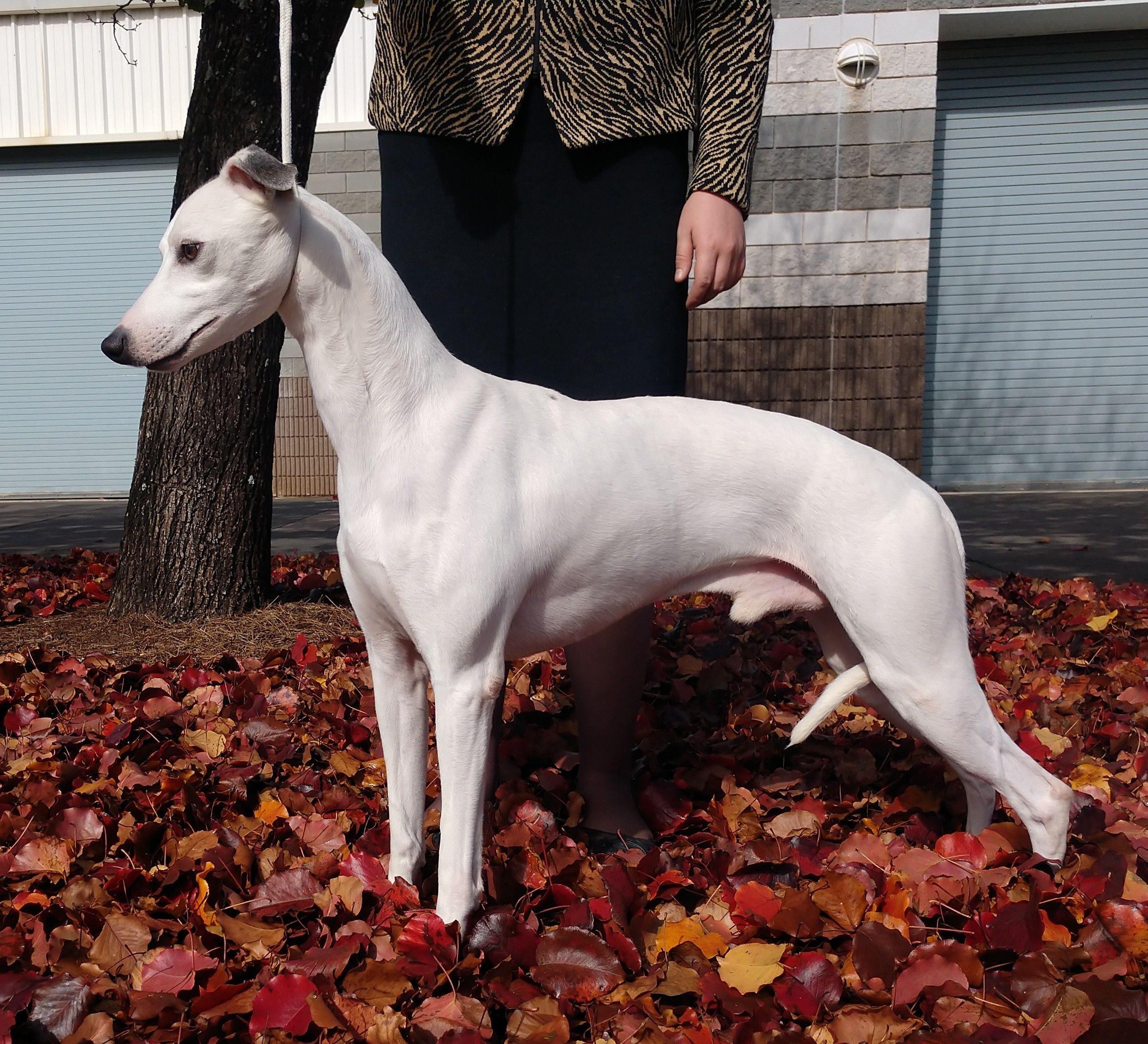 GCH Nefer's Man In The Mirror