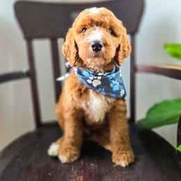 Marlo - Red male Bernedoodle puppy in Wagener, South Carolina from Noble Friend Breeders LLC