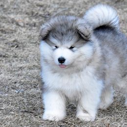 Alaskan Malamute Puppies from Sno-Ridge Alaskan Malamutes est 1972
