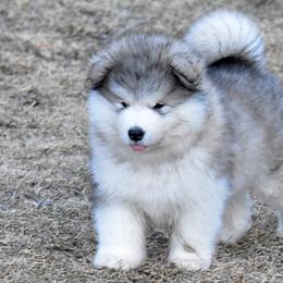 Alaskan Malamute Puppies from Sno-Ridge Alaskan Malamutes est 1972