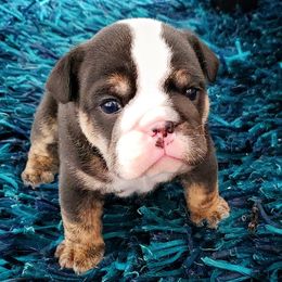 Bulldogs from Valhalla Rare Bulldogs