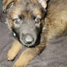 German Shepherd Puppies from Inferno Shepherds