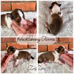 Shetland Sheepdog Puppies from Huckleberry Farms Shelties