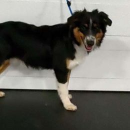 Joe Mannix - Black tri Miniature Australian Shepherd puppy in Hartselle, Alabama from ELSRi’s Crimson Cross Mini Aussies