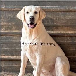 IRIS - Labrador Retriever