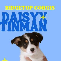 Ruth - Black and tan female Pembroke Welsh Corgi puppy in South Otselic, New York from Ridge Top Corgis