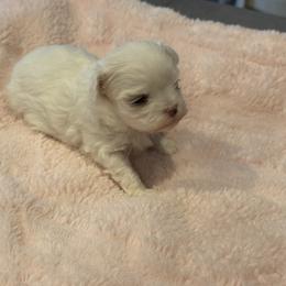 Girl 2 - female Maltese puppy in La Pine, Oregon from Happier with Dogs