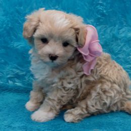Cavapoos and Maltipoos from Knight Pups
