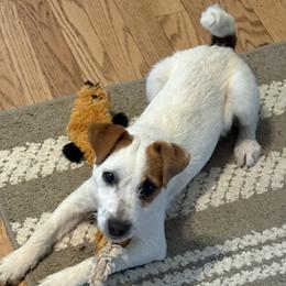 Jack Russell Terrier puppies from Cedar Grove Jack Russell Terriers