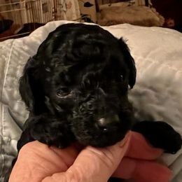 Poodles from LaWanda's Poodles