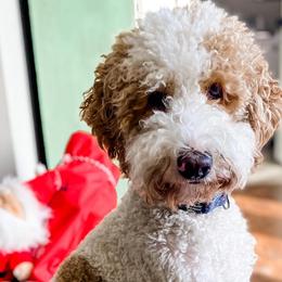 Assorted Doodle Crosses, Aussiedoodles, and Goldendoodles from Lucky Dog Puppies