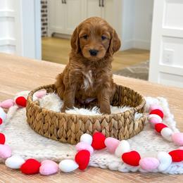 MIDNIGHT - Red  male Goldendoodle puppy in Bell Buckle, Tennessee from Precious Puptown Doodles