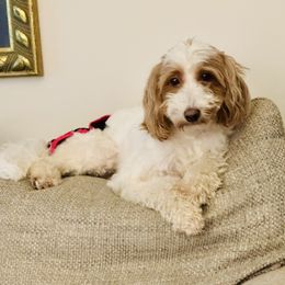 Margot - Goldendoodle