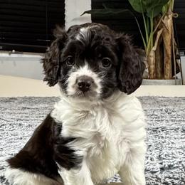 Contessa - Brown and white female Cockapoo puppy in Queens, New York from The 2 Musketeers_Cockapoos