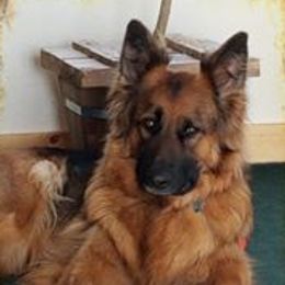 Lilee - German Shepherd