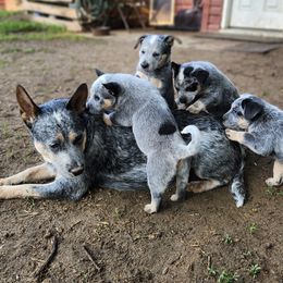 Australian Cattle Dogs from Harrison Hooligans and Heelers