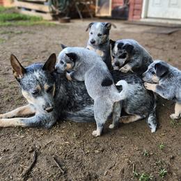 Australian Cattle Dogs from Harrison Hooligans and Heelers