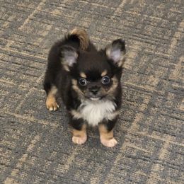 Bentley - Black and tan male Chihuahua puppy in Indianapolis, Indiana from London Rouge Chihuahuas