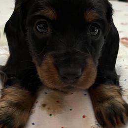 Dachshunds from Jana’s Dapper Dachshunds