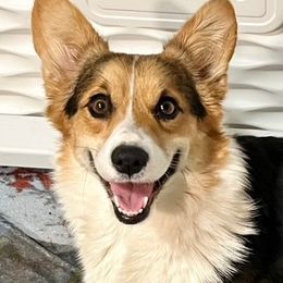 Olive - Pembroke Welsh Corgi