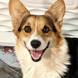 Olive - Pembroke Welsh Corgi