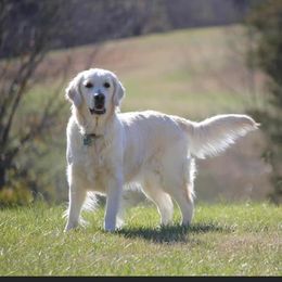 Huxley - Golden Retriever