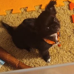 Chihuahua Puppies from Elegant Exotic Chihuahua's