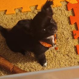 Chihuahua Puppies from Elegant Exotic Chihuahua's