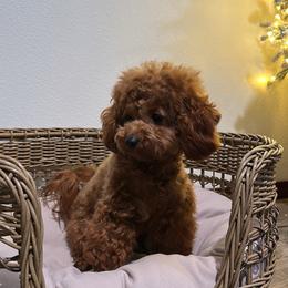 Gemma - Poodle