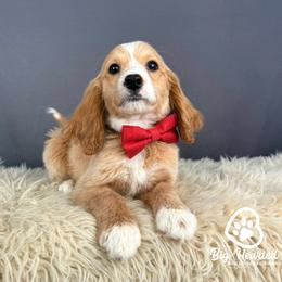 Hook - Red male Companion Cross puppy in Utah County, Utah from Big Hearted Breeders