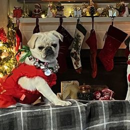 Pugs from Pug Happy