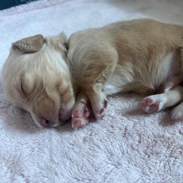 Marius - Cream male Dachshund puppy in Eureka, California from Seaside Doxies