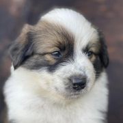 Australian Cattle Dogs and Working Dog Crosses from Alsup Farms and Cattle Dogs