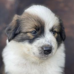 Australian Cattle Dogs and Working Dog Crosses from Alsup Farms and Cattle Dogs