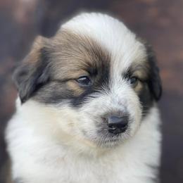 Australian Cattle Dogs and Working Dog Crosses from Alsup Farms and Cattle Dogs