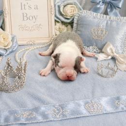 Blue Boy - Blue male Boston Terrier puppy in San Antonio, Texas from JT Bostons