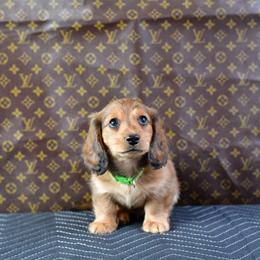 Vesper - Chocolate male Dachshund puppy in Austin, Texas from Glorious Minis