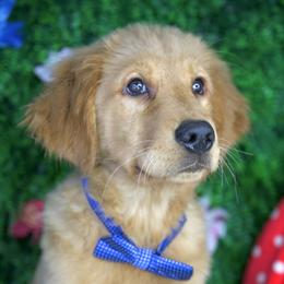 Duke - Cream male Goldendoodle puppy in Brandon, Florida from Murphys Doodles
