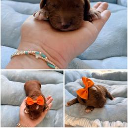 Lolly - Red female Australian Labradoodle puppy in Summerfield, North Carolina from Four Oaks Labradoodles