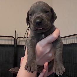 Creed - Blue male Great Dane puppy in Edwardsville, Illinois from Giants and Munchkins