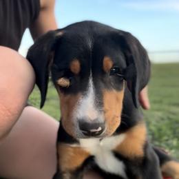 Lime girl - Black, white and red female Greater Swiss Mountain Dog puppy in Woodland, Washington from Woodland Swissie’s